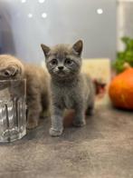 Kitten