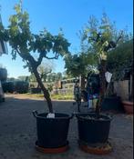 Druiven op stam (110cm ), vitis vinifera' Nero D' avola, Lente, Overige soorten, Volle zon, In pot