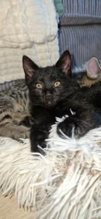 Britse korthaar kittens,gechipt en gevaccineerd 😻