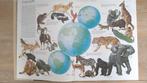 Spectrum dierenatlas groot uitgebreid boek dieren en natuur, Ophalen of Verzenden, Zo goed als nieuw, Natuur algemeen