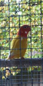 Ficheri lutino opaline, Dieren en Toebehoren, Vogels | Parkieten en Papegaaien, Geslacht onbekend, Dwergpapegaai of Agapornis