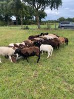 Ruischaap dekrammen, Dieren en Toebehoren, Schapen, Geiten en Varkens, Mannelijk, Schaap