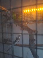 Valkparkieten 6, Dieren en Toebehoren, Vogels | Parkieten en Papegaaien, Meerdere dieren, Parkiet