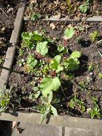 Moestuin stekjes  biologisch., Volle zon, Groenteplanten, Eenjarig, Ophalen of Verzenden
