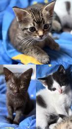 Kittens zoeken 5* huis, Dieren en Toebehoren, Katten en Kittens | Overige Katten, Meerdere dieren, Kortharig, 0 tot 2 jaar