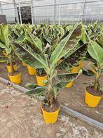 Musa dwarf cavendish (bananen boom), Ophalen, Zomer, Overige soorten, Volle zon