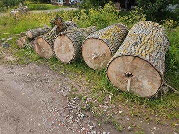 Boomstammen populier beschikbaar voor biedingen