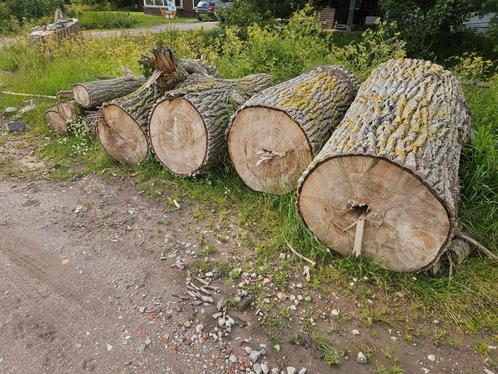 Boomstammen populier, Tuin en Terras, Haardhout, Blokken, Overige houtsoorten, Ophalen