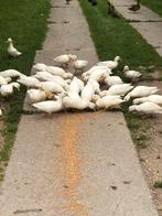 Witte kwakkers roepertjs, Dieren en Toebehoren, Pluimvee, Meerdere dieren, Eend