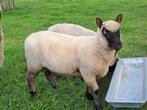 Clunforest ram, Dieren en Toebehoren, Schapen, Geiten en Varkens, Mannelijk, Schaap