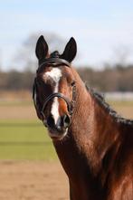 Stoere goedgekeurde nrps hengst te koop, Dieren en Toebehoren, Pony's, B, Gechipt, Hengst, 11 jaar of ouder
