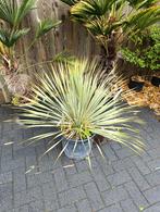 Yucca rostrata winterhard, Tuin en Terras, Planten | Tuinplanten, Ophalen, Zomer, Overige soorten, Volle zon