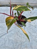 Philodendron Strawberry Shake, Overige soorten, In pot, Minder dan 100 cm, Groene kamerplant