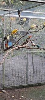 Parkieten, Dieren en Toebehoren, Vogels | Parkieten en Papegaaien, Meerdere dieren, Parkiet