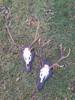 Edelhert gewei met schedel op plank, Ophalen of Verzenden, Hert, Schedel