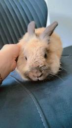 Konijne, Dieren en Toebehoren, Konijnen, Vrouwelijk, Middelgroot, Hangoor, 3 tot 5 jaar