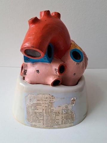 Anatomisch model mensen hart beschikbaar voor biedingen