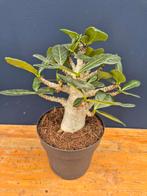 Adenium Baobab p12 (8), Ophalen of Verzenden, Halfschaduw, Minder dan 100 cm