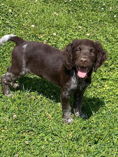Heidewachtel pups, Dieren en Toebehoren, Honden | Retrievers, Spaniëls en Waterhonden, Meerdere dieren, Overige rassen, Fokker | Professioneel