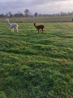 Te koop bruin alpaca merrie veulen, Dieren en Toebehoren, Schapen, Geiten en Varkens, Vrouwelijk, Geit