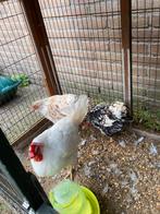 3 gratis kippen, Dieren en Toebehoren, Pluimvee, Vrouwelijk, Kip