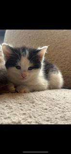 Ragdoll / Europese korthaar kittens, Dieren en Toebehoren, Poes, Langharig, 0 tot 2 jaar