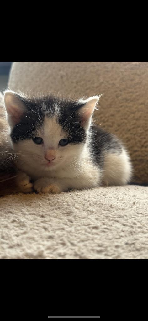 Ragdoll / Europese korthaar kittens, Dieren en Toebehoren, Katten en Kittens | Overige Katten, Langharig, Poes, 0 tot 2 jaar