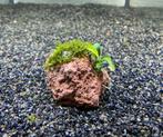 Lavasteen met Bucephalandra en Koraal mos, Ophalen of Verzenden, Nieuw, Plant(en), Steen of Hout