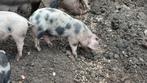 Bonte bentheimer biggen, Dieren en Toebehoren, Meerdere dieren, Varken
