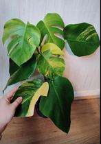 Monstera aurea yellow variegata, Huis en Inrichting, Kamerplanten, Ophalen, Halfschaduw, Minder dan 100 cm
