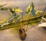 Alocasia Sarian Variegata p17, Ophalen of Verzenden, Halfschaduw, Minder dan 100 cm