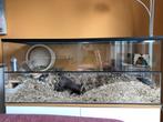Gerbilarium, hamster-/knaagdierverblijf + toebehoren, Minder dan 60 cm, 110 cm of meer, Gebruikt, Hok