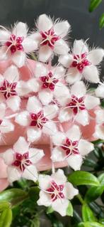 Hoya Flagellata, Ophalen of Verzenden, In pot, Halfschaduw, Minder dan 100 cm