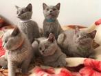 Britse Brits korthaar Kittens, Meerdere dieren