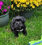 Leuke boomer pups te koop!, Overige rassen, CDV (hondenziekte), 8 tot 15 weken, Meerdere