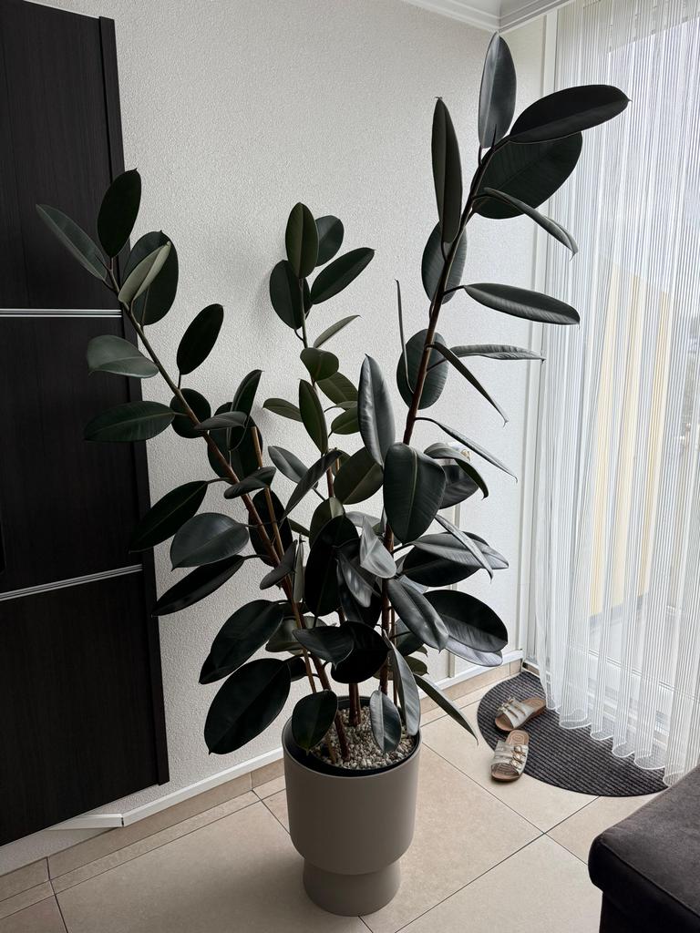 Echte Ficus Elastica (Rubberplant) in pot, Ophalen, Ficus, Halfschaduw, In pot