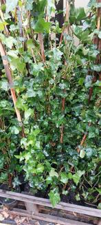 Hedera, Ophalen, Vaste plant