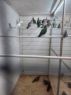 Tropische duiven, Dieren en Toebehoren, Meerdere dieren, Overige soorten