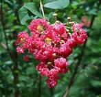 Restpartij 10 grote Lagerstroemia sierheesters 100 cm, Volle zon, Vaste plant, Zomer, Ophalen
