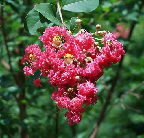 Restpartij 10 grote Lagerstroemia sierheesters 100 cm, Tuin en Terras, Planten | Tuinplanten, Vaste plant, Overige soorten, Volle zon