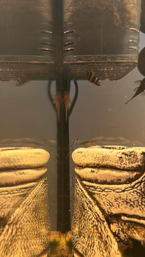Helenaslakken, anatome helena, slaketende slak, Dieren en Toebehoren, Vissen | Aquariumvissen, Zoetwatervis, Slak of Weekdier