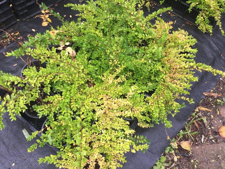 Heesters Lonicera nitida ‘Maigrün’, Tuin en Terras, Planten | Struiken en Hagen, Overige soorten, Minder dan 100 cm, Ophalen of Verzenden
