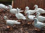 Witte manderijn eenden, Dieren en Toebehoren, Pluimvee, Meerdere dieren, Eend