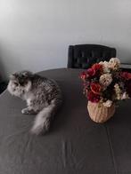 Britse lang haar, 6 jaar of ouder