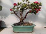 Bonsai, Minder dan 100 cm, Overige soorten, Ophalen