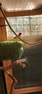 Harlekijn kanarie man van 2025, Dieren en Toebehoren, Vogels | Kanaries, Mannelijk, Kleurkanarie