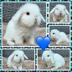 Super lieve & prachtige Hangoordwerg konijntjes beschikbaar, Dieren en Toebehoren, Konijnen, Mannelijk, Dwerg, Hangoor, 0 tot 2 jaar