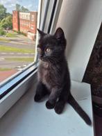 Brits korthaar kittens laatste 2, Dieren en Toebehoren, Katten en Kittens | Raskatten | Korthaar, Poes, Ontwormd