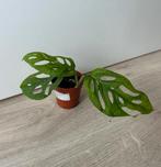 Monstera esqueleto, Ophalen of Verzenden, Overige soorten, Minder dan 100 cm