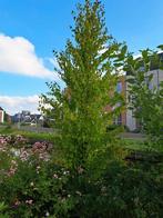Verschillende tuinplanten weg ivm verhuizing oa Katsuraboom, Tuin en Terras, Planten | Bomen, Ophalen, Zomer, Volle zon, Overige soorten